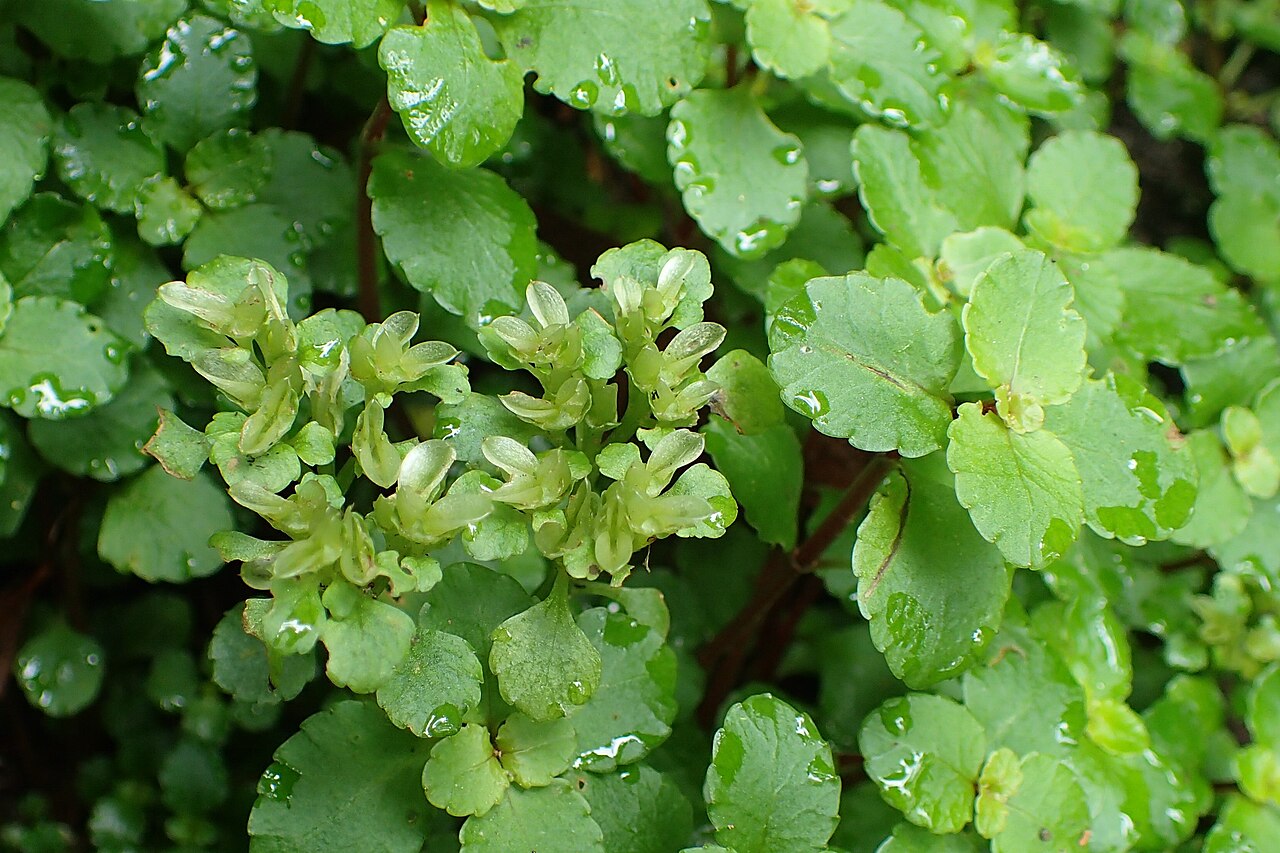 Chrysosplenium dubium: Chrysosplenium dubium in Mtirala Chakvistavi