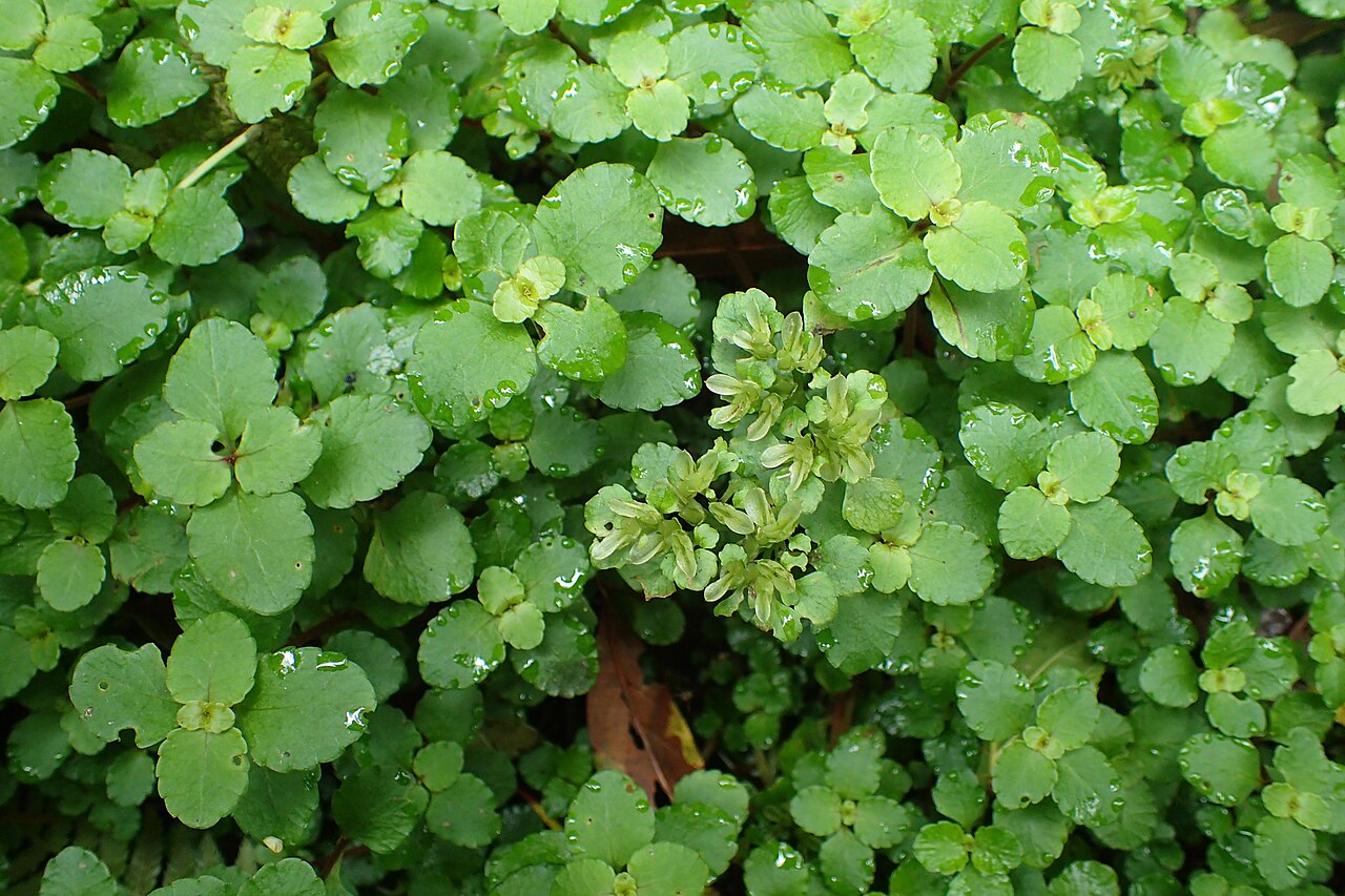 Chrysosplenium dubium: Chrysosplenium dubium in Mtirala Chakvistavi