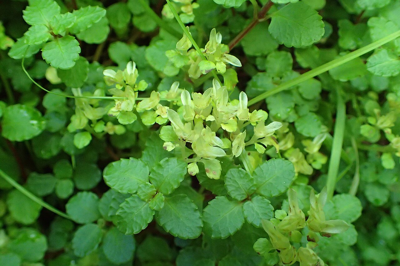 Chrysosplenium dubium: Chrysosplenium dubium in Batumi