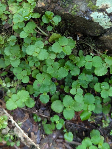 Chrysosplenium dubium (Chrysosplenium dubium)