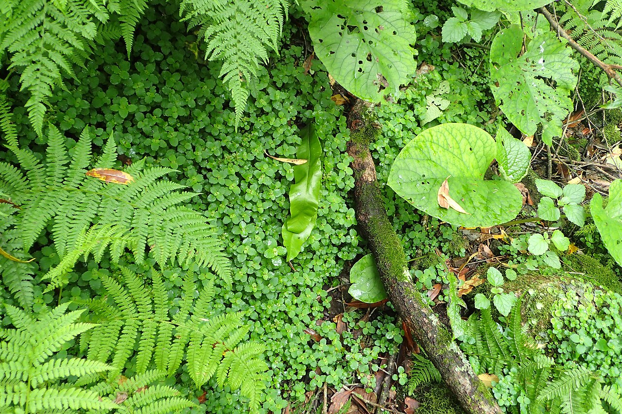 Chrysosplenium dubium: Chrysosplenium dubium in Mtirala Chakvistavi