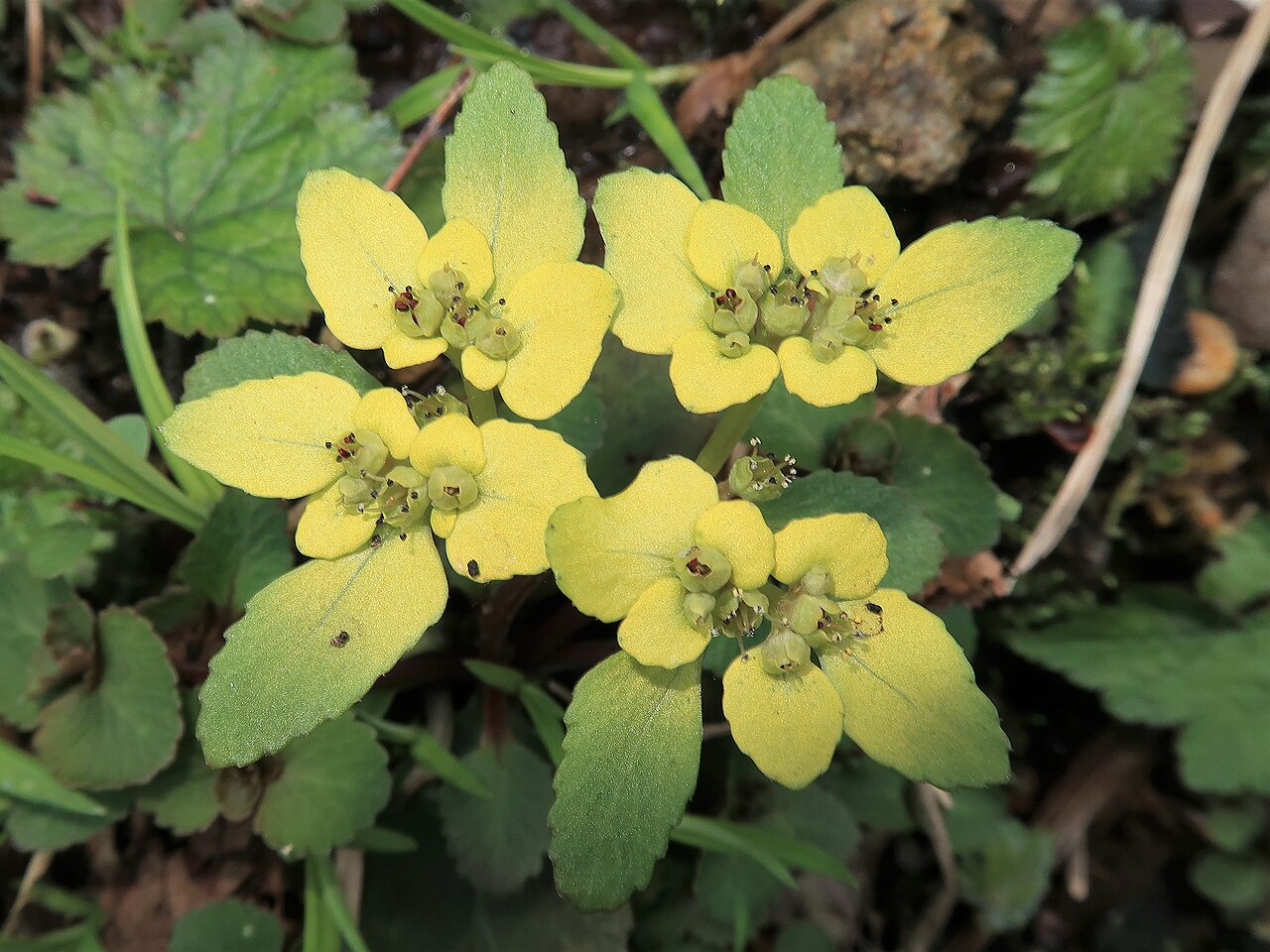 Chrysosplenium fauriei: Chrysosplenium fauriei , Toyama city, Toyama pref., Japan