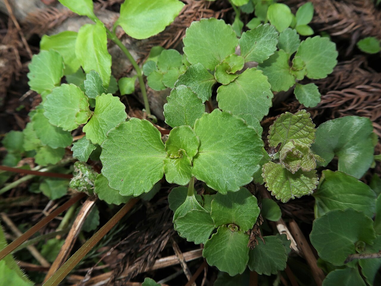 Chrysosplenium fauriei: Chrysosplenium fauriei , Uonuma city ,Niigata pref., Japan
