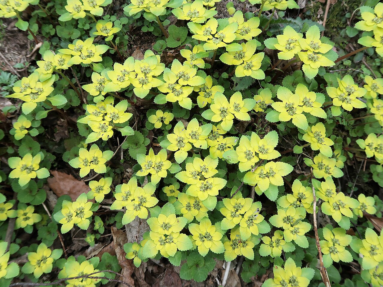Chrysosplenium fauriei: Chrysosplenium fauriei , Oguni town, Nishi-Okitama district ,Yamagata pref., Japan