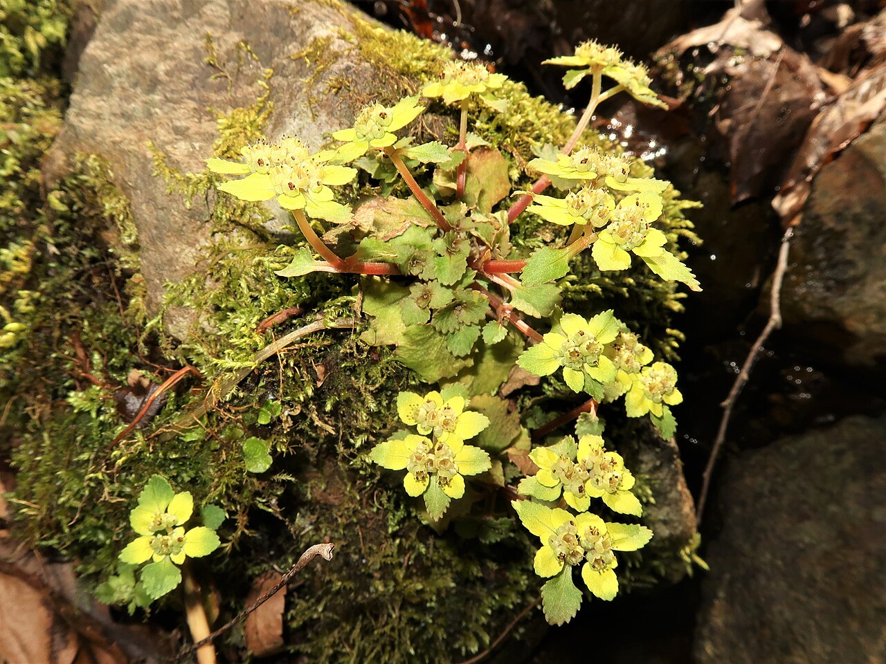 Chrysosplenium fauriei: Chrysosplenium fauriei , Aizu area, Fukushima pref., Japan