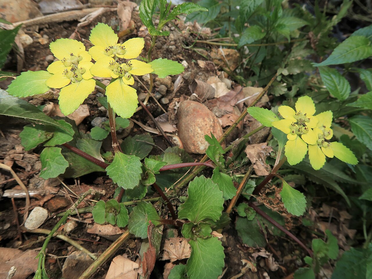 Chrysosplenium fauriei: Chrysosplenium fauriei , Toyama city, Toyama pref., Japan