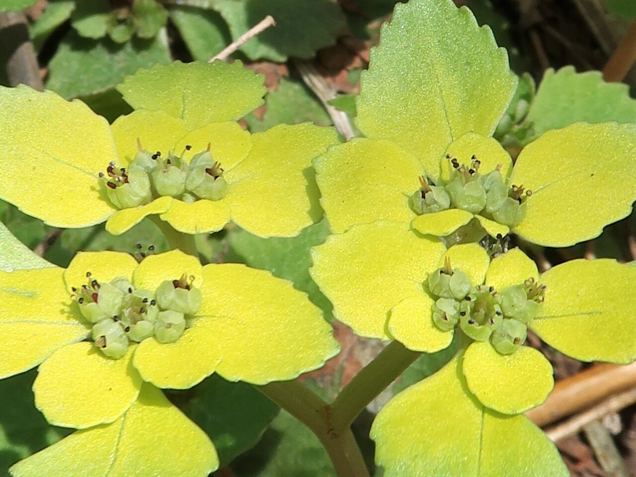 Chrysosplenium fauriei: Chrysosplenium fauriei , Oguni town, Nishi-Okitama district ,Yamagata pref., Japan