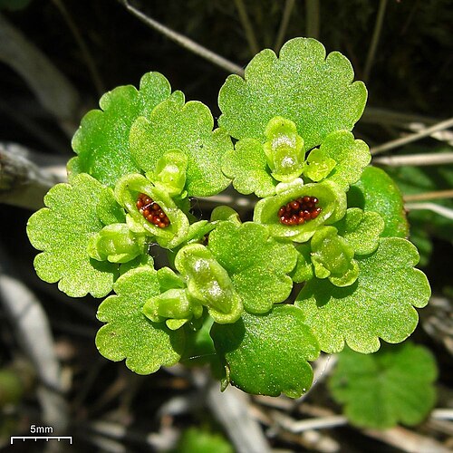 Chrysosplenium iowense: Chrysosplenium iowense near Grande Cache, Alberta, Canada