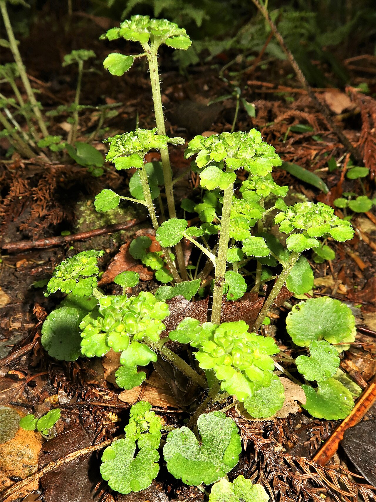Chrysosplenium japonicum: Chrysosplenium japonicum , Miura Peninsula, Kanagawa pref., Japan