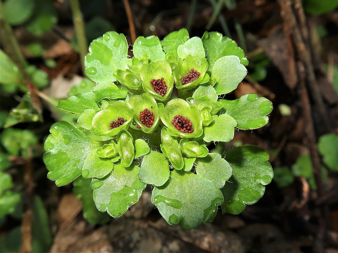 Chrysosplenium japonicum: Chrysosplenium japonicum , Miura Peninsula, Kanagawa pref., Japan