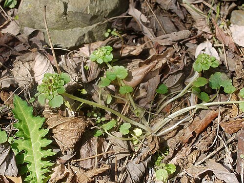 Chrysosplenium japonicum: Chrysosplenium japonicum:ヤマネコノメソウ 2010/03/22 和歌山県白浜町:Sirahama Town Wakayama pref. japan