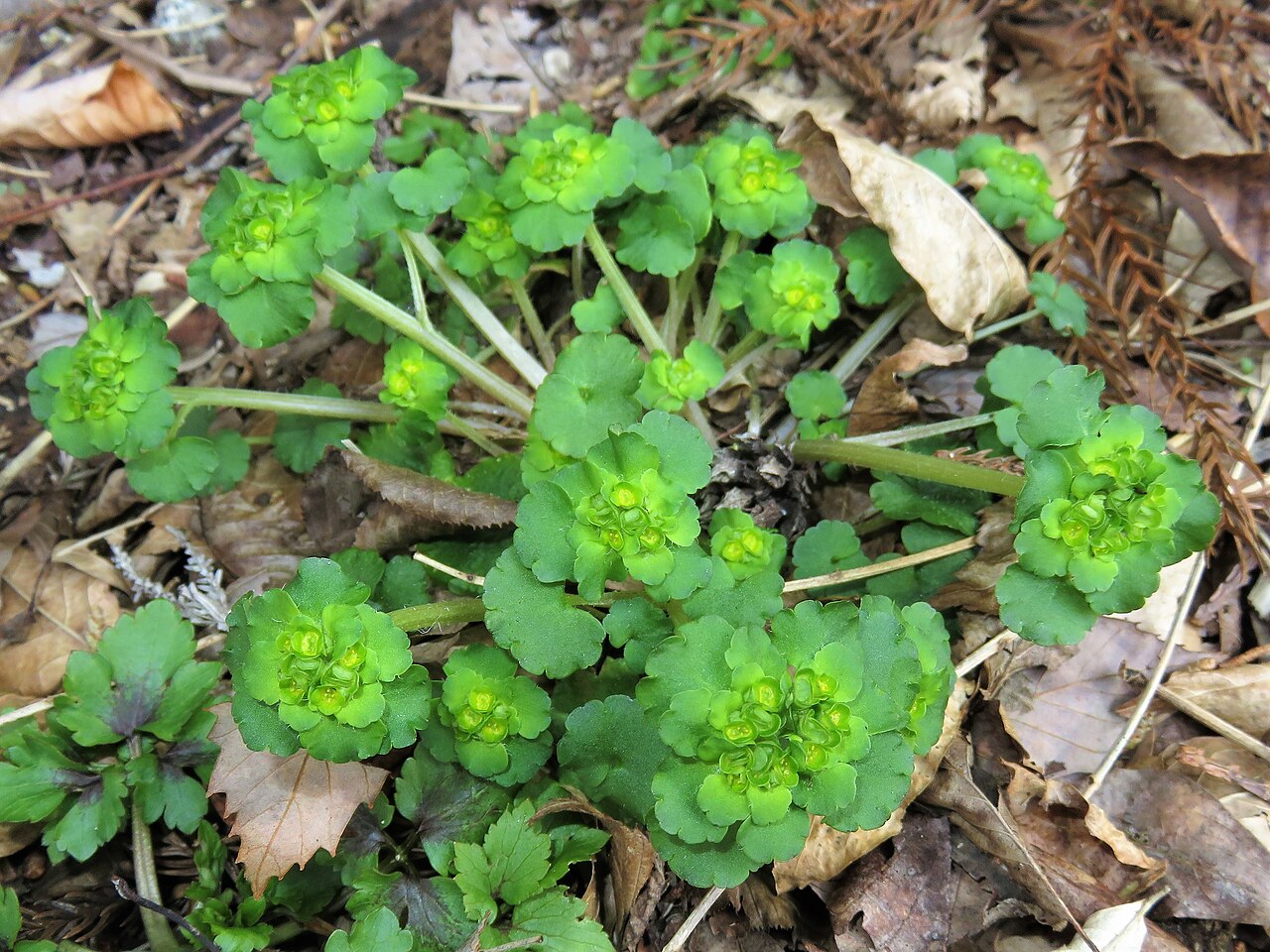 Chrysosplenium japonicum: Chrysosplenium japonicum , Hama-dori area, Fukushima pref., Japan