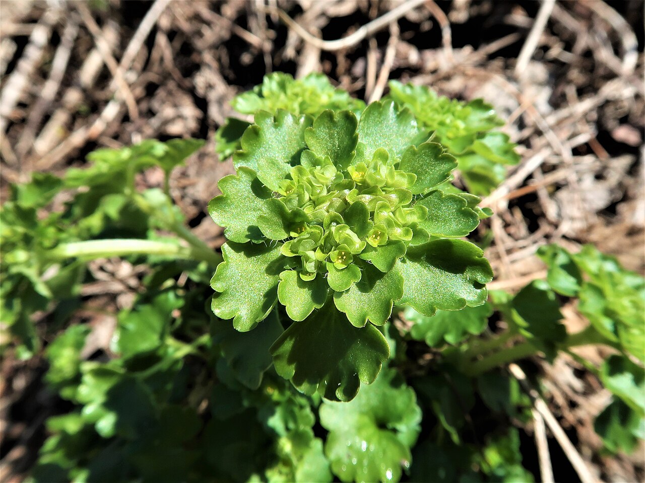 Chrysosplenium japonicum: Chrysosplenium japonicum , Aizu area, Fukushima pref., Japan