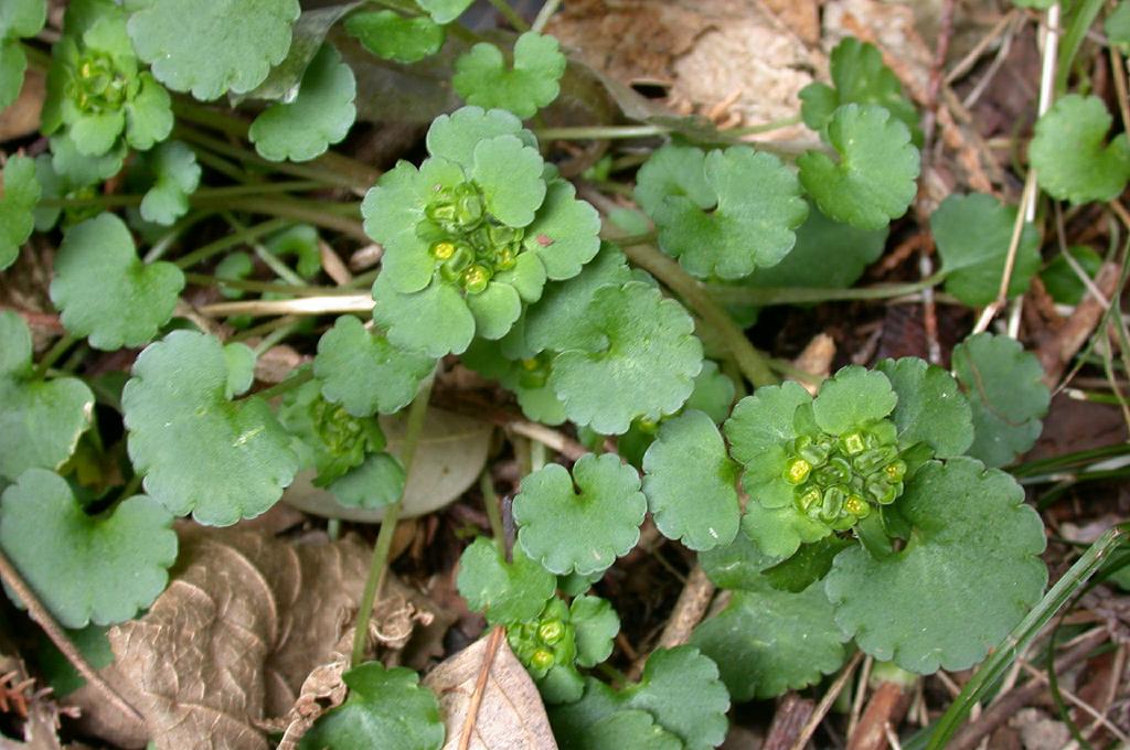 Chrysosplenium japonicum: Chrysosplenium japonicum:ヤマネコノメソウ 2003/03/14 和歌山県すさみ町:Susami Town Wakayama pref. japan