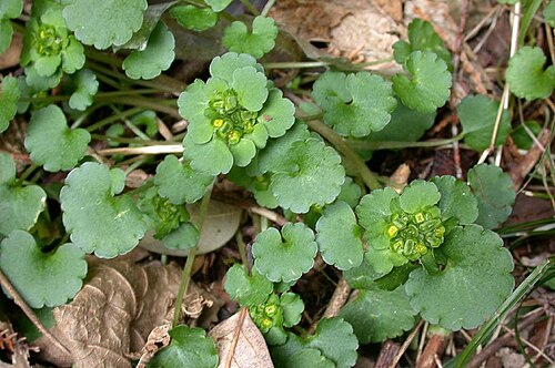 Chrysosplenium japonicum: Chrysosplenium japonicum:ヤマネコノメソウ 2003/03/14 和歌山県すさみ町:Susami Town Wakayama pref. japan