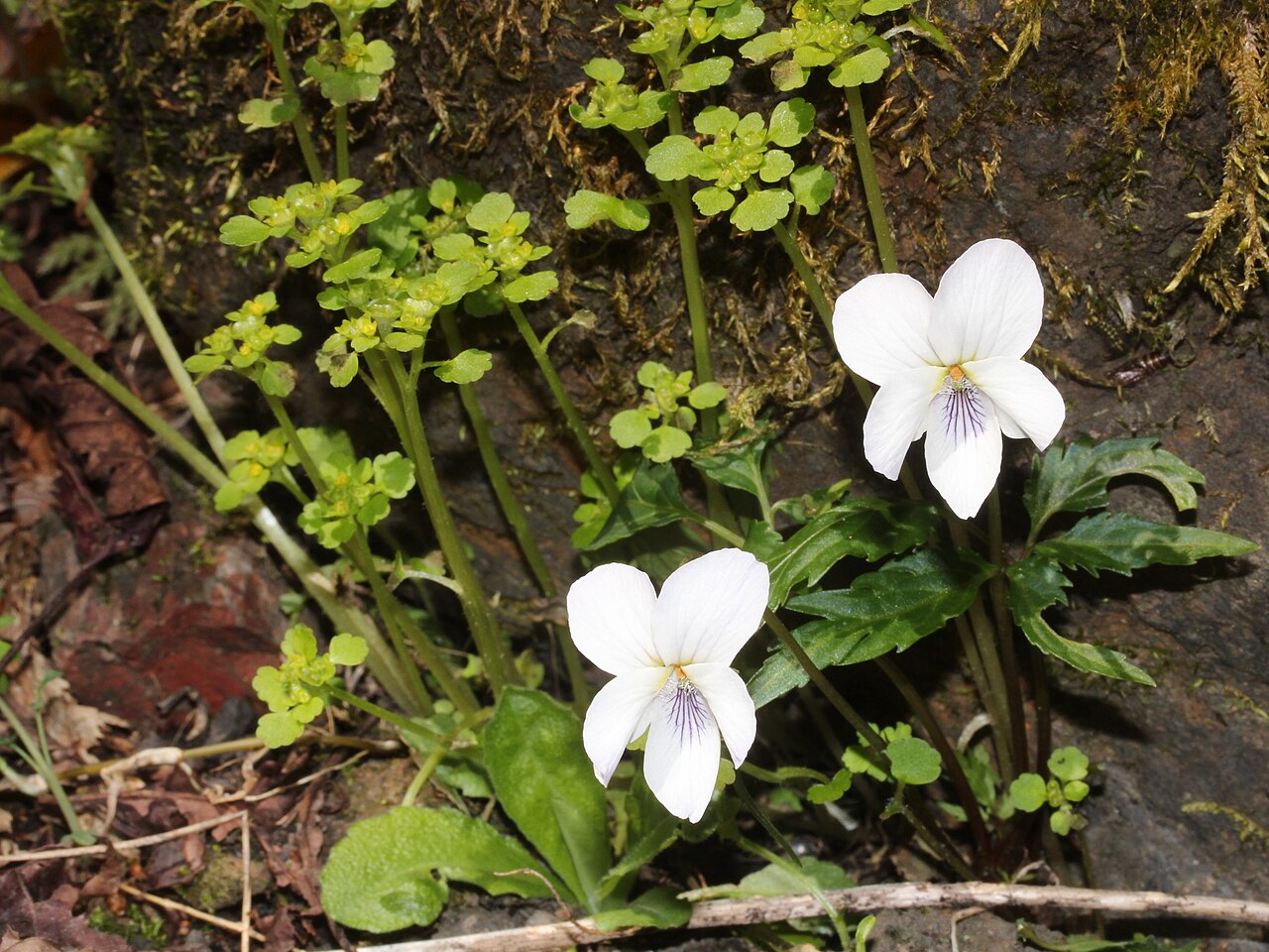 Chrysosplenium japonicum: Viola eizanensis f. candida and Chrysosplenium japonicum in Mount Funabuse, Yamagata, Gifu Prefecture, Japan.