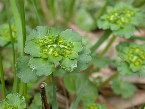 Chrysosplenium japonicum: Chrysosplenium japonicum:ヤマネコノメソウ 2006/03/21 和歌山県田辺市:Tanabe City. Wakayama Pref. Japan