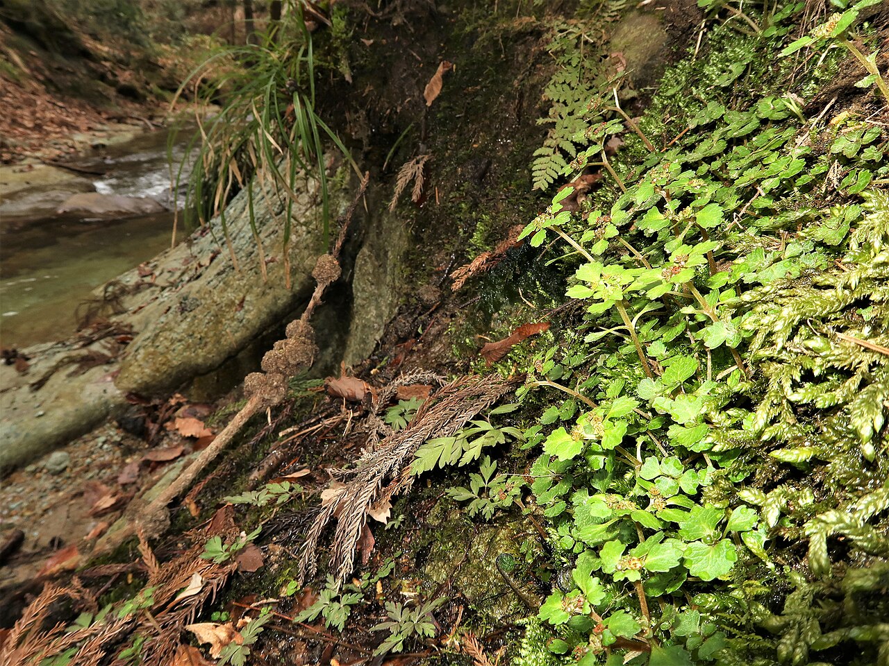 Chrysosplenium kamtschaticum: Chrysosplenium kamtschaticum , Aizu area, Fukushima pref., Japan