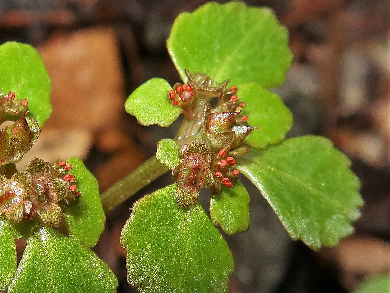 Chrysosplenium kamtschaticum: Chrysosplenium kamtschaticum , Aizu area, Fukushima pref., Japan