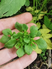 Chrysosplenium kamtschaticum (Chrysosplenium kamtschaticum)