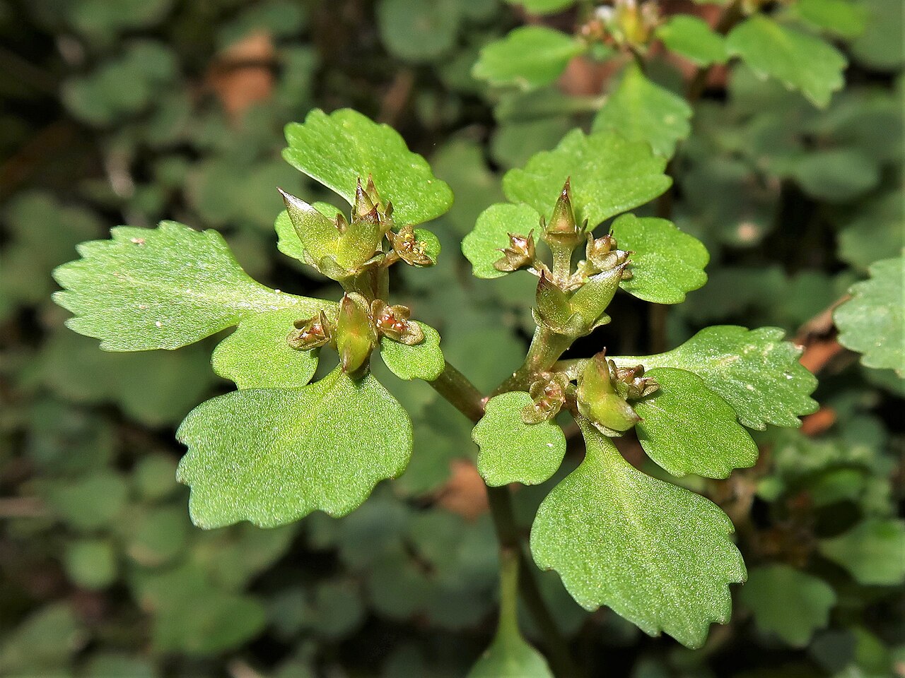 Chrysosplenium kamtschaticum: Chrysosplenium kamtschaticum , Aizu area, Fukushima pref., Japan