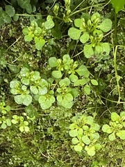 Chrysosplenium kamtschaticum (Chrysosplenium kamtschaticum)