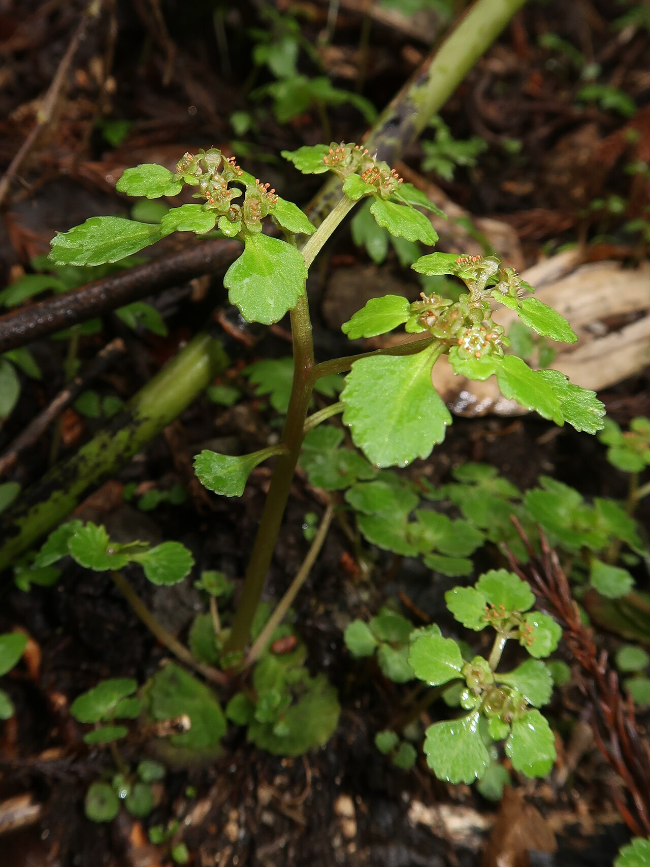 Chrysosplenium kamtschaticum: Chrysosplenium kamtschaticum , Aizu area, Fukushima pref., Japan