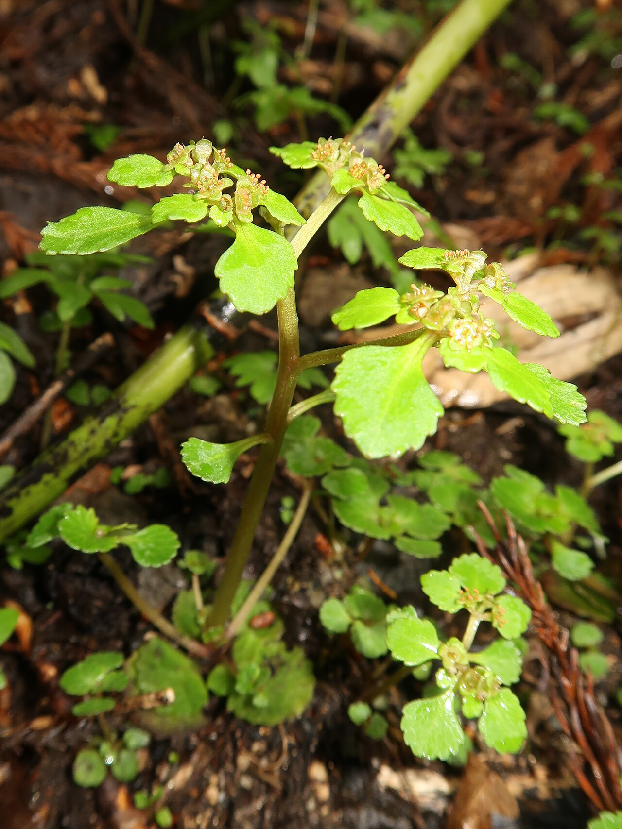 Chrysosplenium kamtschaticum: Chrysosplenium kamtschaticum , Aizu area, Fukushima pref., Japan