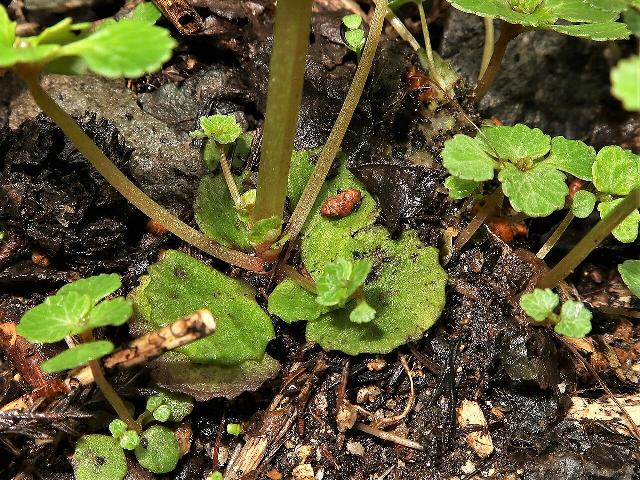 Chrysosplenium kamtschaticum: Chrysosplenium kamtschaticum , Aizu area, Fukushima pref., Japan