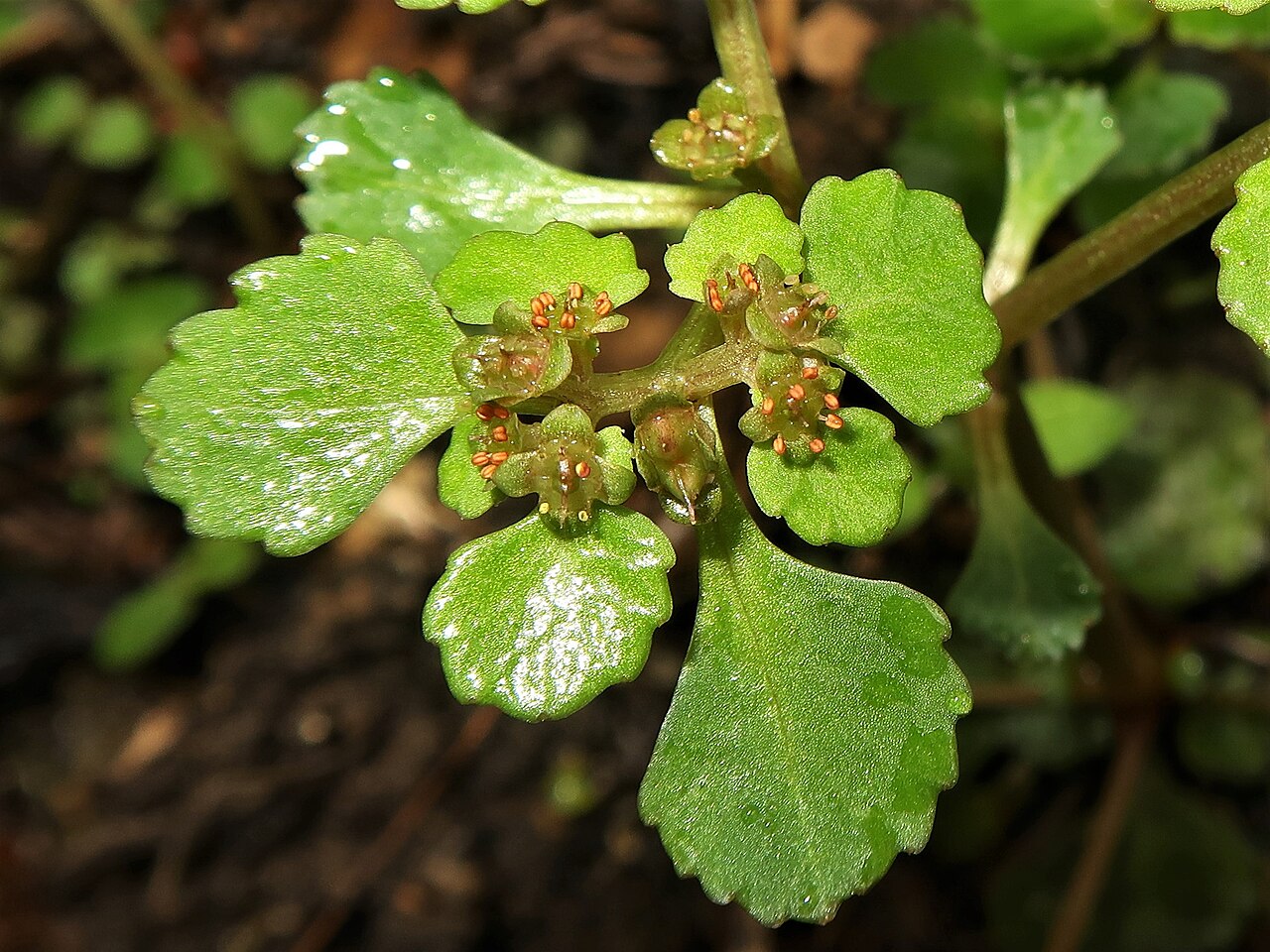 Chrysosplenium kamtschaticum: Chrysosplenium kamtschaticum , Aizu area, Fukushima pref., Japan