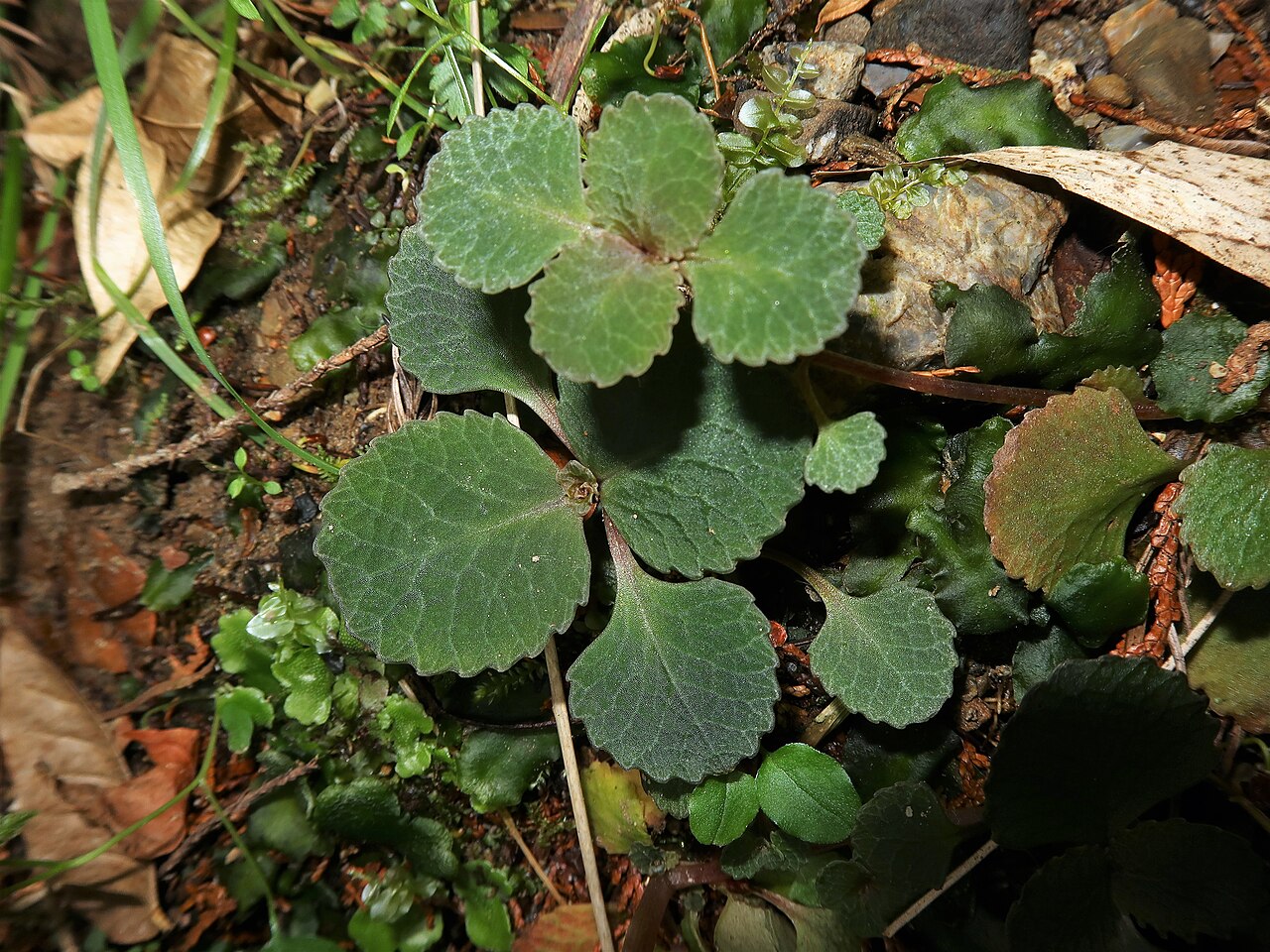 Chrysosplenium kiotense: Chrysosplenium kiotoense , Mino city, Gifu pref., Japan