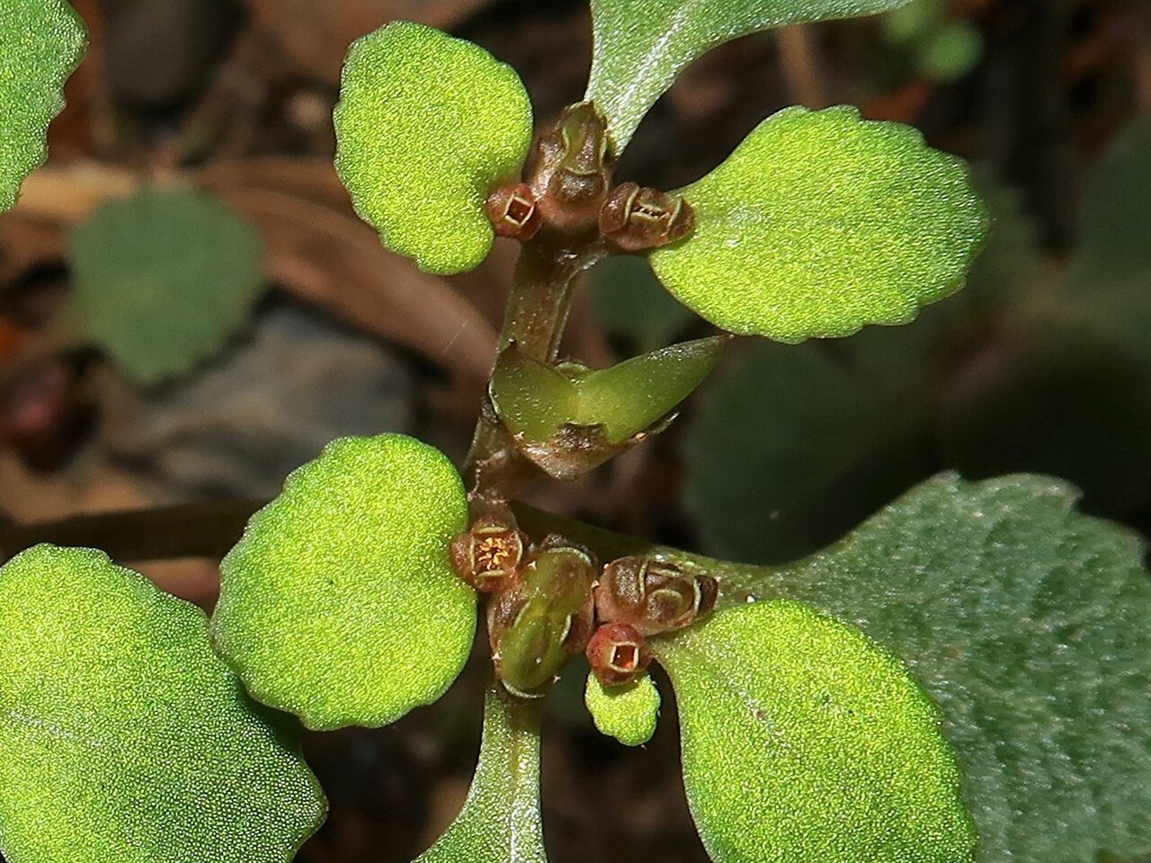 Chrysosplenium kiotense: Chrysosplenium kiotoense , Mino city, Gifu pref., Japan