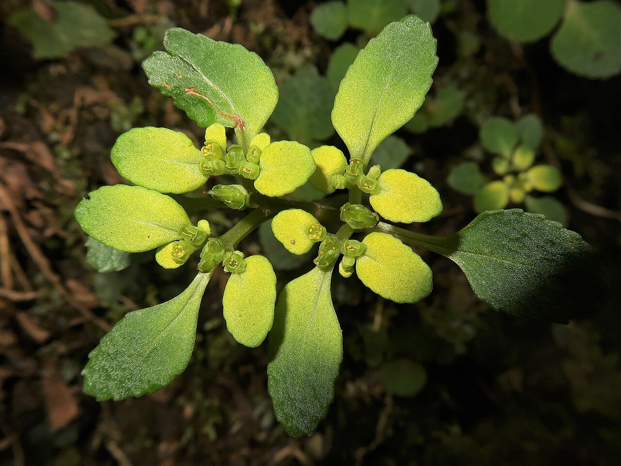 Chrysosplenium kiotense: Chrysosplenium kiotoense f. xanthandrum , Kyoto city, Kyoto pref., Japan