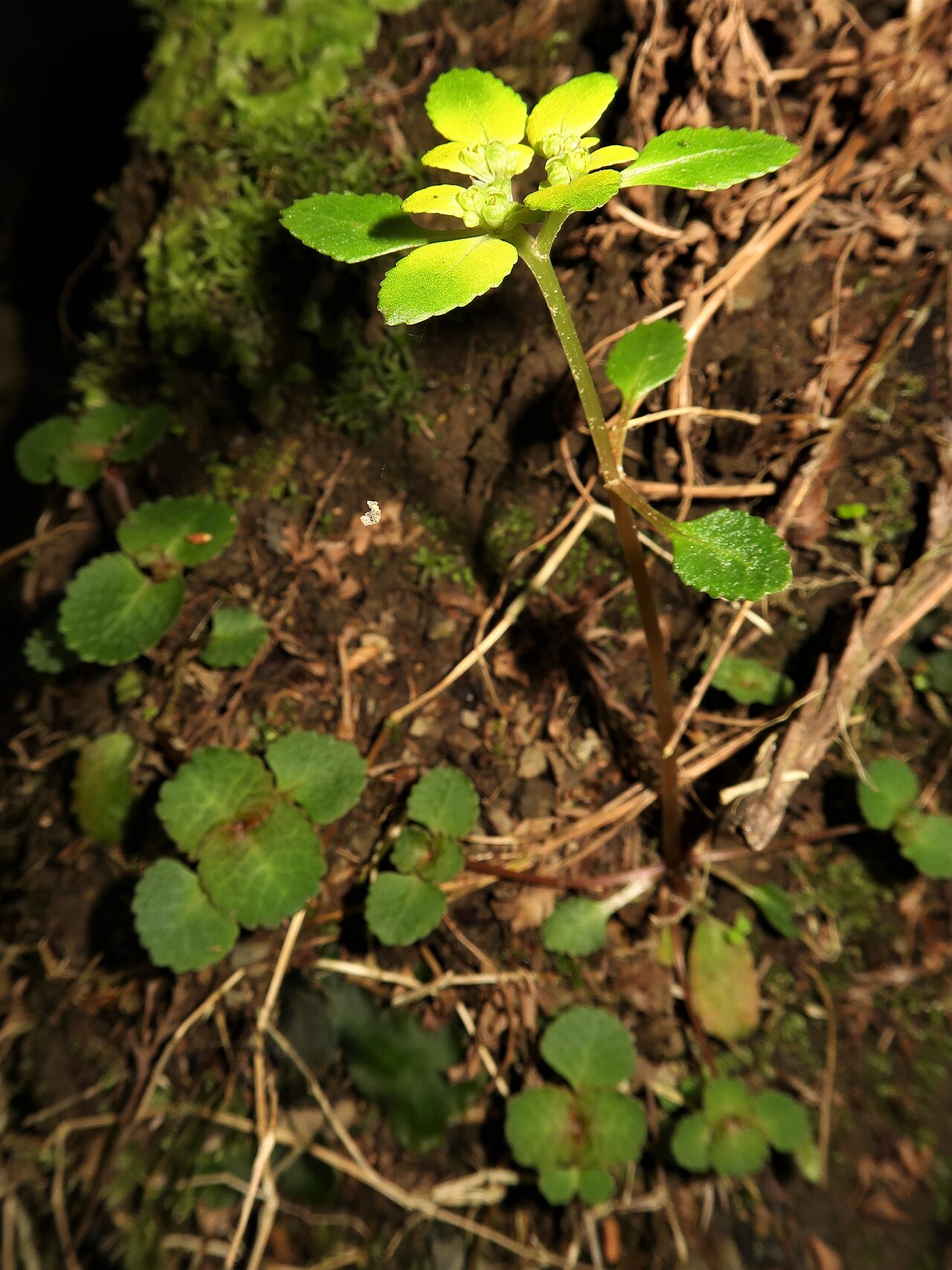 Chrysosplenium kiotense: Chrysosplenium kiotoense f. xanthandrum , Kyoto city, Kyoto pref., Japan