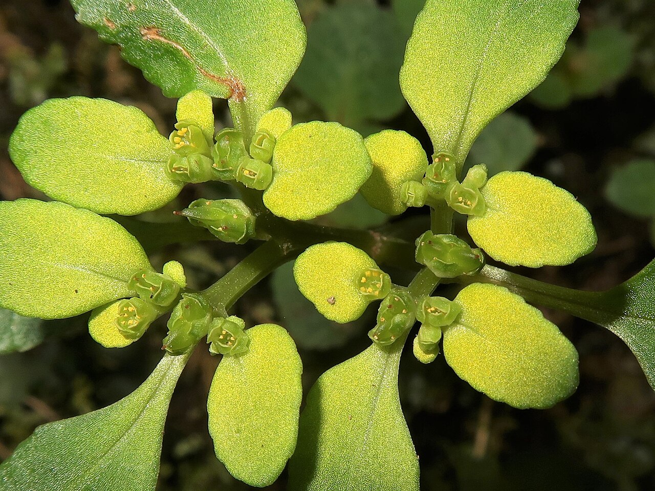 Chrysosplenium kiotense: Chrysosplenium kiotoense f. xanthandrum , Kyoto city, Kyoto pref., Japan