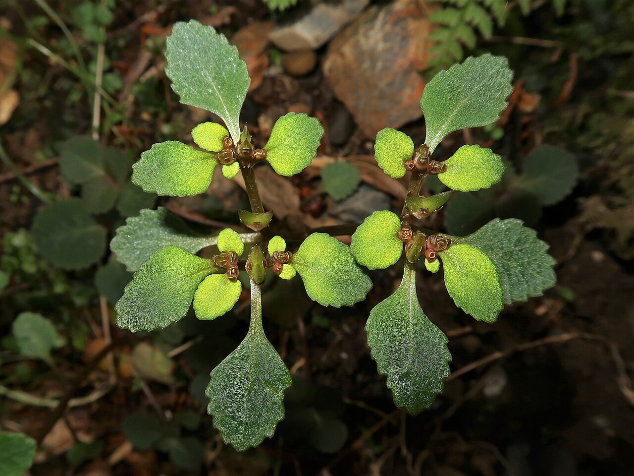 Chrysosplenium kiotense: Chrysosplenium kiotoense , Mino city, Gifu pref., Japan