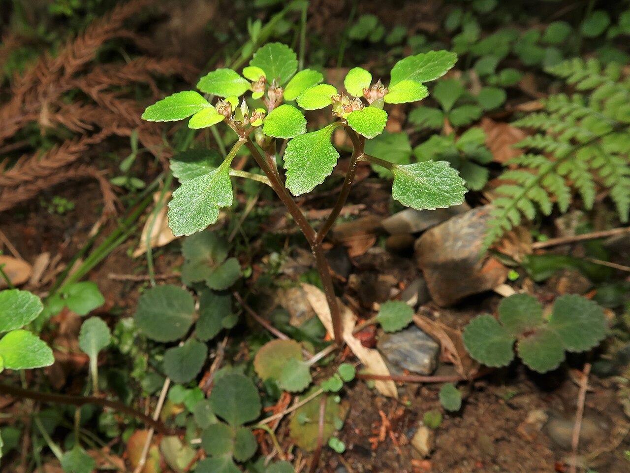Chrysosplenium kiotense: Chrysosplenium kiotoense , Mino city, Gifu pref., Japan