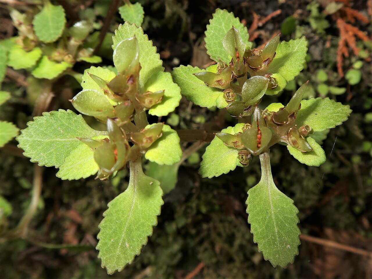 Chrysosplenium kiotense: Chrysosplenium kiotoense , Kyoto city, Kyoto pref., Japan