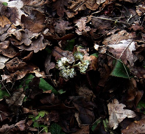 Chrysosplenium macrophyllum: The inflorescence there is about 3 inches across, so the whole thing is considerably bigger than our native golden saxifrages (C. oppositifolium and alternifoli