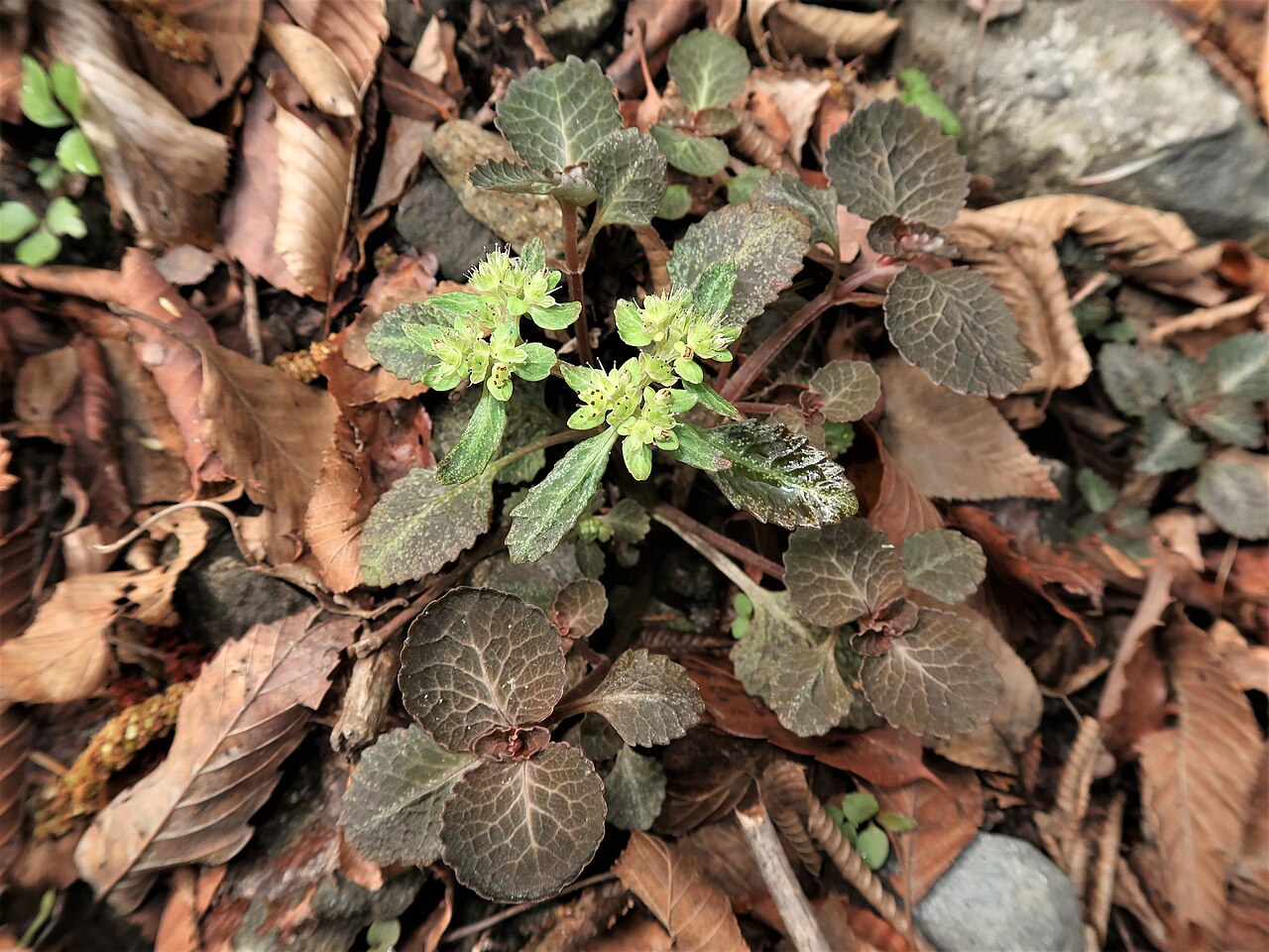 Chrysosplenium macrostemon: Chrysosplenium macrostemon , Nanbu town, Yamanashi pref., Japan