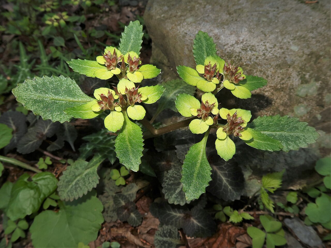 Chrysosplenium macrostemon: Chrysosplenium macrostemon var. atrandrum , Mount Takao-san, Tokyo pref., Japan