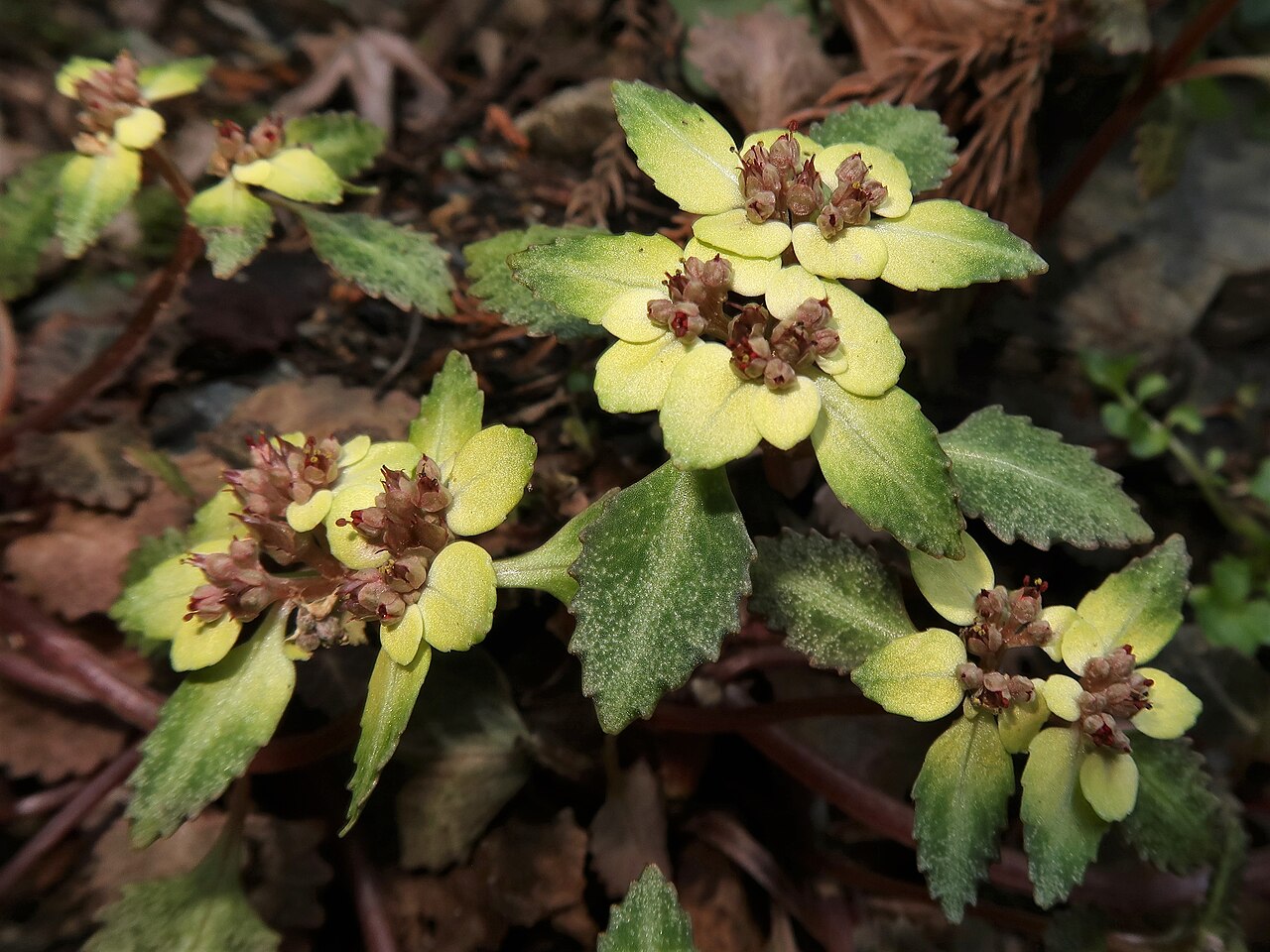 Chrysosplenium macrostemon: Chrysosplenium macrostemon var. atrandrum , Mount Takao-san, Tokyo pref., Japan