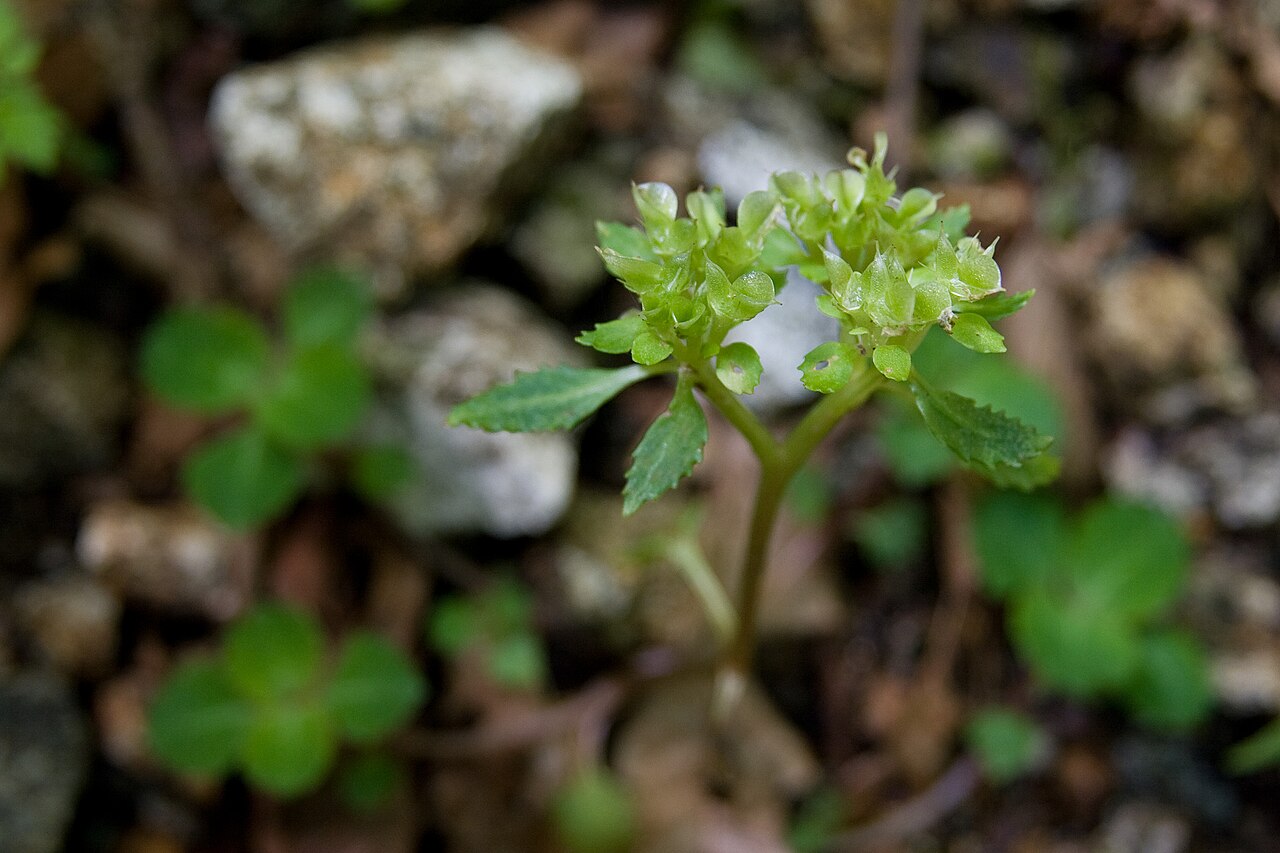 Chrysosplenium macrostemon: イワボタン (ミヤマネコノメソウ)