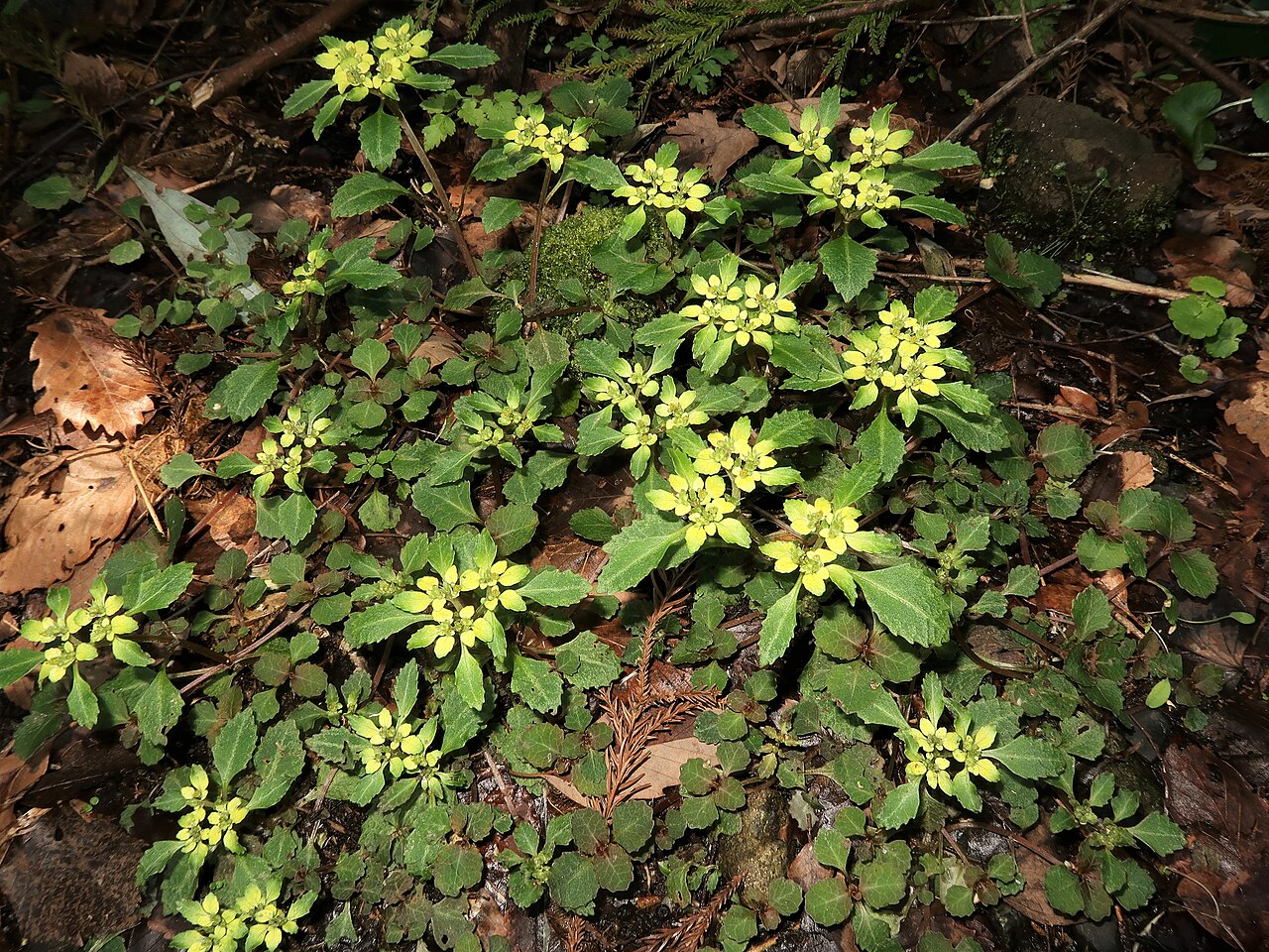 Chrysosplenium macrostemon: Chrysosplenium macrostemon , Miura Peninsula, Kanagawa pref., Japan