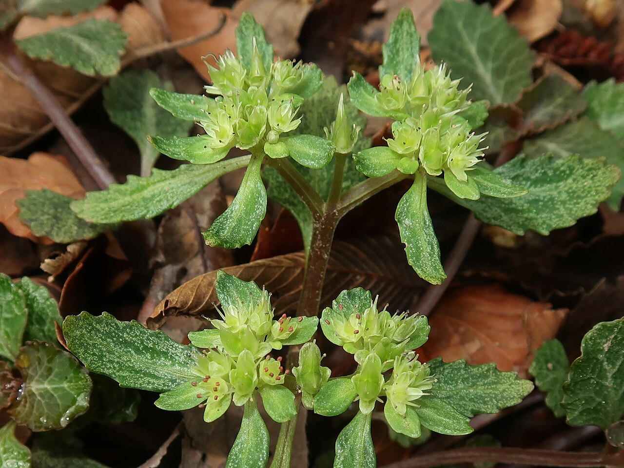 Chrysosplenium macrostemon: Chrysosplenium macrostemon , Nanbu town, Yamanashi pref., Japan