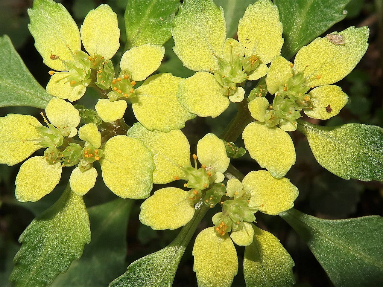 Chrysosplenium macrostemon: Chrysosplenium macrostemon , Miura Peninsula, Kanagawa pref., Japan