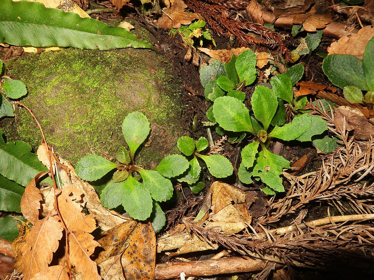 Chrysosplenium macrostemon: Chrysosplenium macrostemon , Miura Peninsula, Kanagawa pref., Japan