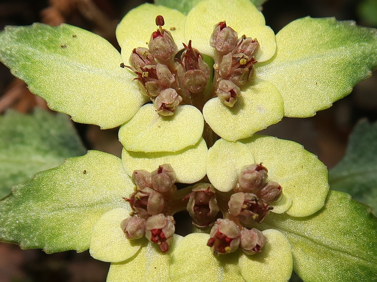 Chrysosplenium macrostemon: Chrysosplenium macrostemon var. atrandrum , Mount Takao-san, Tokyo pref., Japan