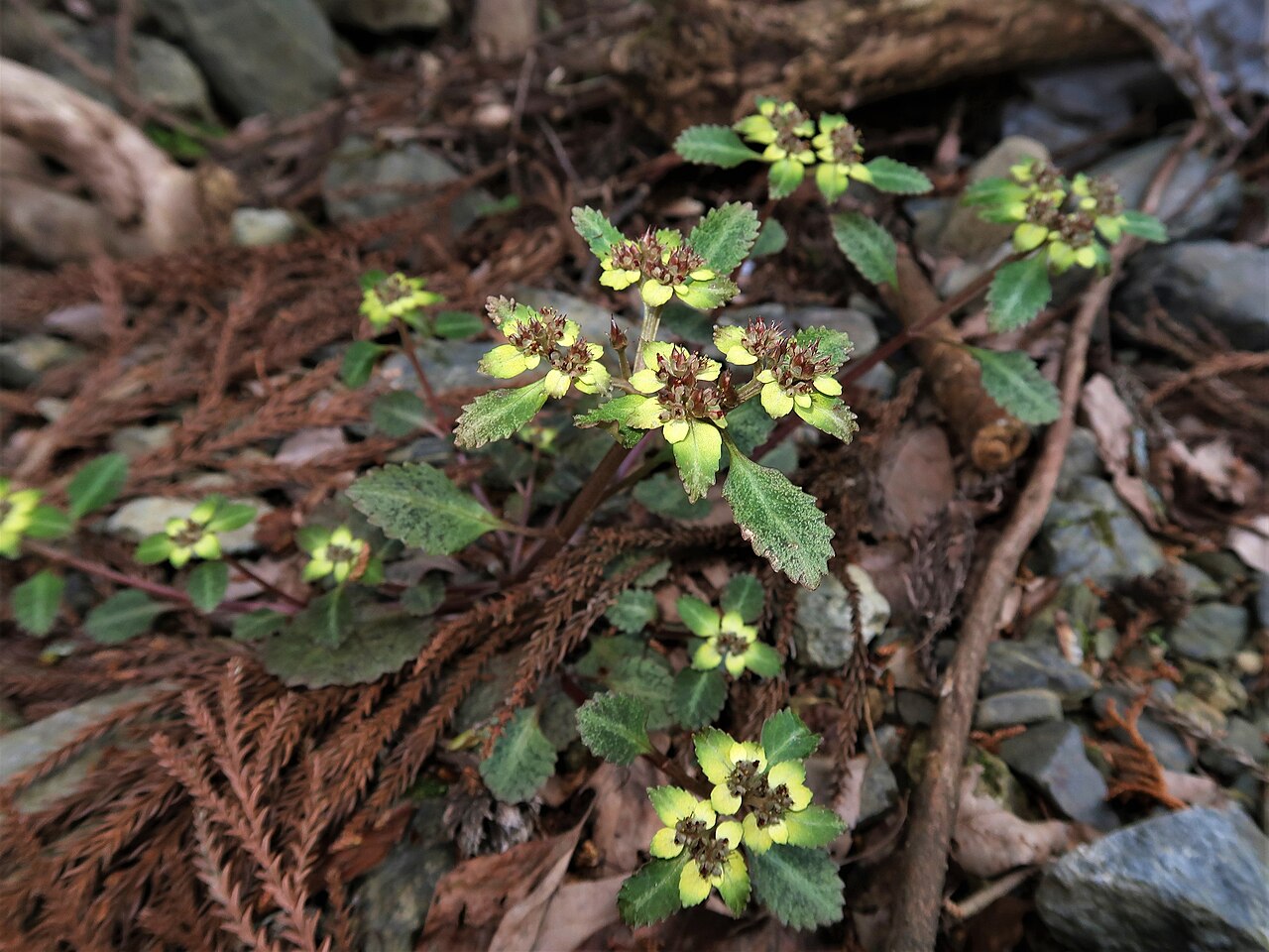 Chrysosplenium macrostemon: Chrysosplenium macrostemon var. atrandrum , Mount Takao-san, Tokyo pref., Japan