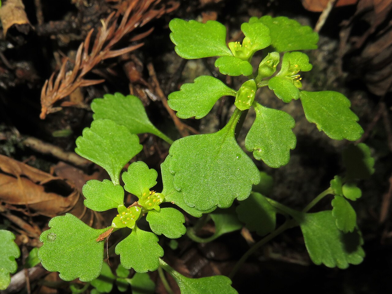 Chrysosplenium maximowiczii: Chrysosplenium maximowiczii , Hama-dori area, Fukushima pref., Japan
